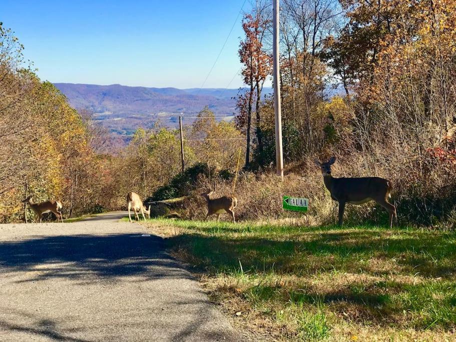 Blue Ridge Parkway Panoramic Paradise-60 Mile View Fancy Gap Ngoại thất bức ảnh